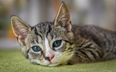 How to Bond with Your Cat