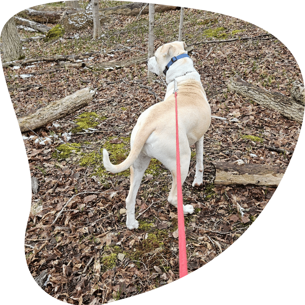 Dog Walking and Pet Sitting in Strongsville, Berea, North Royalton, Middleburg Heights, Brunswick & Columbia Station.