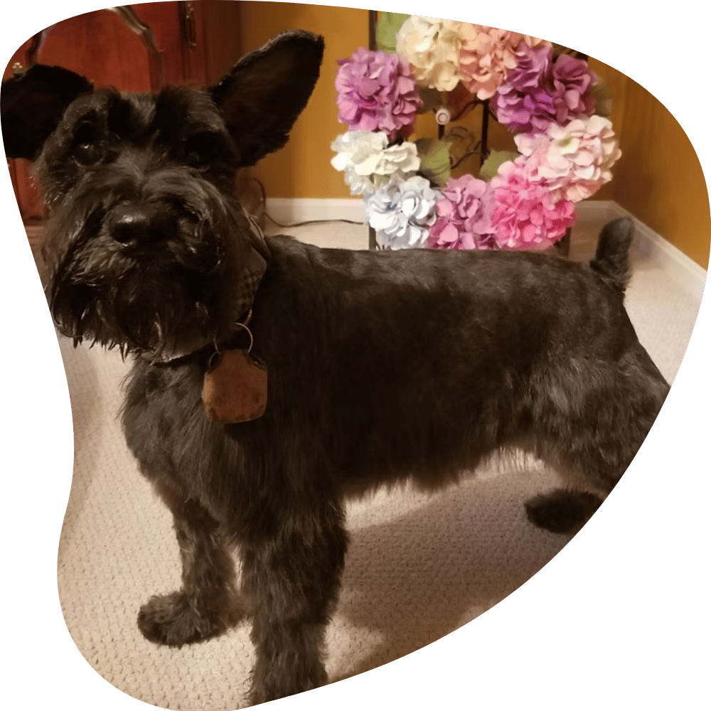 Karen Mickey Dog Walking and Pet Sitting in Strongsville, Berea, North Royalton, Middleburg Heights, Brunswick & Columbia Station