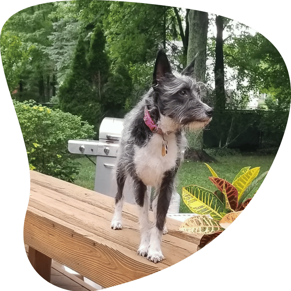 Karen Mickey Dog Walking and Pet Sitting in Strongsville, Berea, North Royalton, Middleburg Heights, Brunswick & Columbia Station