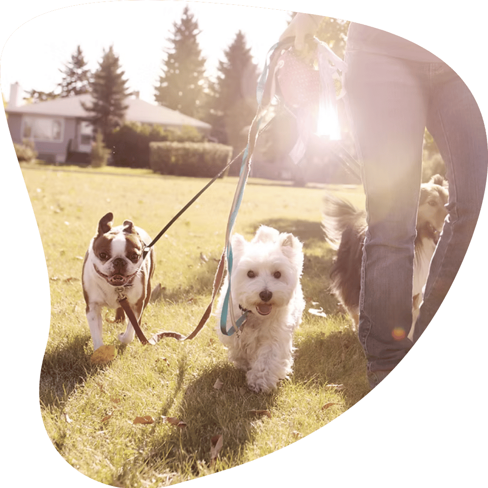 Karen Mickey Dog Walking and Pet Sitting in Strongsville, Berea, North Royalton, Middleburg Heights, Brunswick & Columbia Station