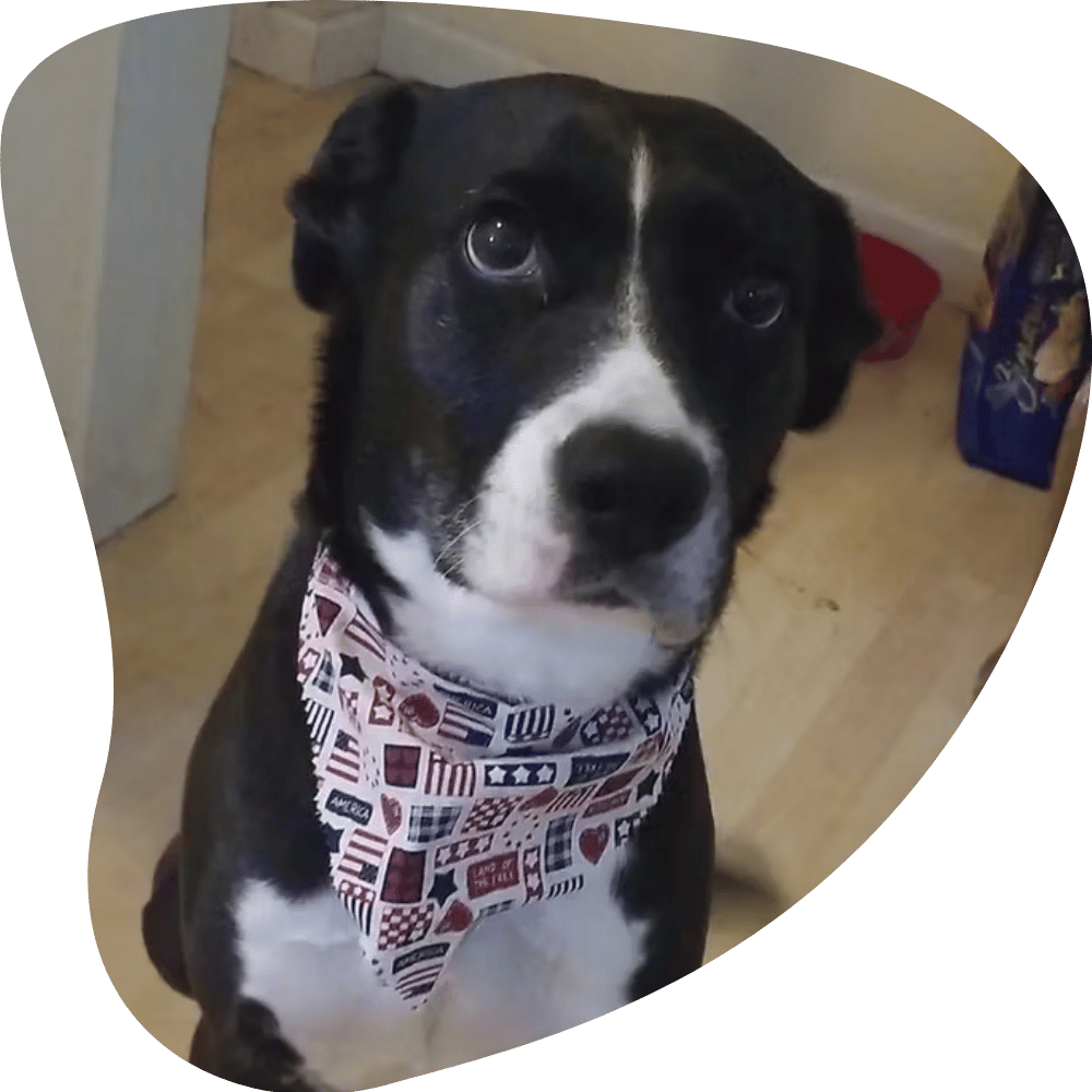 Karen Mickey Dog Walking and Pet Sitting in Strongsville, Berea, North Royalton, Middleburg Heights, Brunswick & Columbia Station