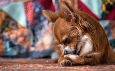 Calming Compound for Dogs – easy and right in your kitchen