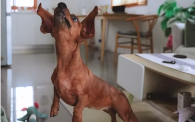 Calming Fido: How to Calm Your Dog and Help Eliminate Overexcited Behavior