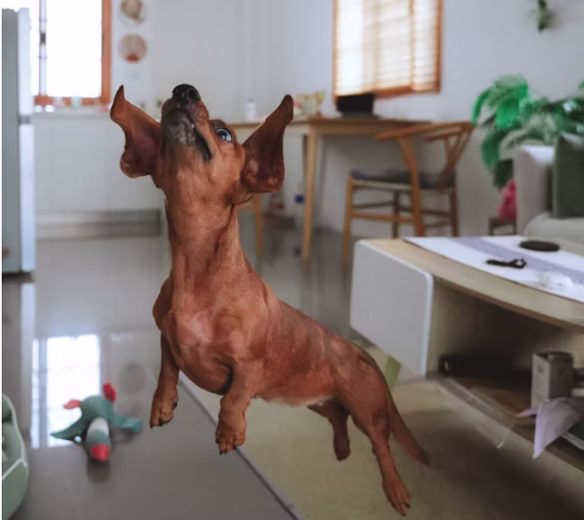 Calming Fido: How to Calm Your Dog and Help Eliminate Overexcited Behavior