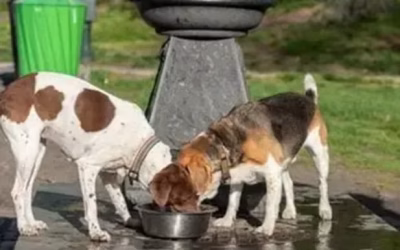 Summer Watering Hole—Beware! Are Shared Water Bowls Safe for Dogs?