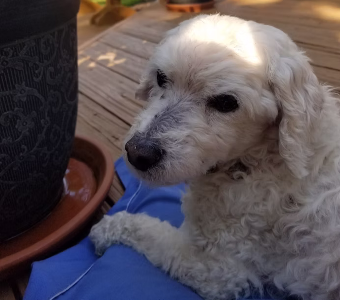 Understanding Dementia (Canine Cognitive Dysfunction) in Your Senior Dog